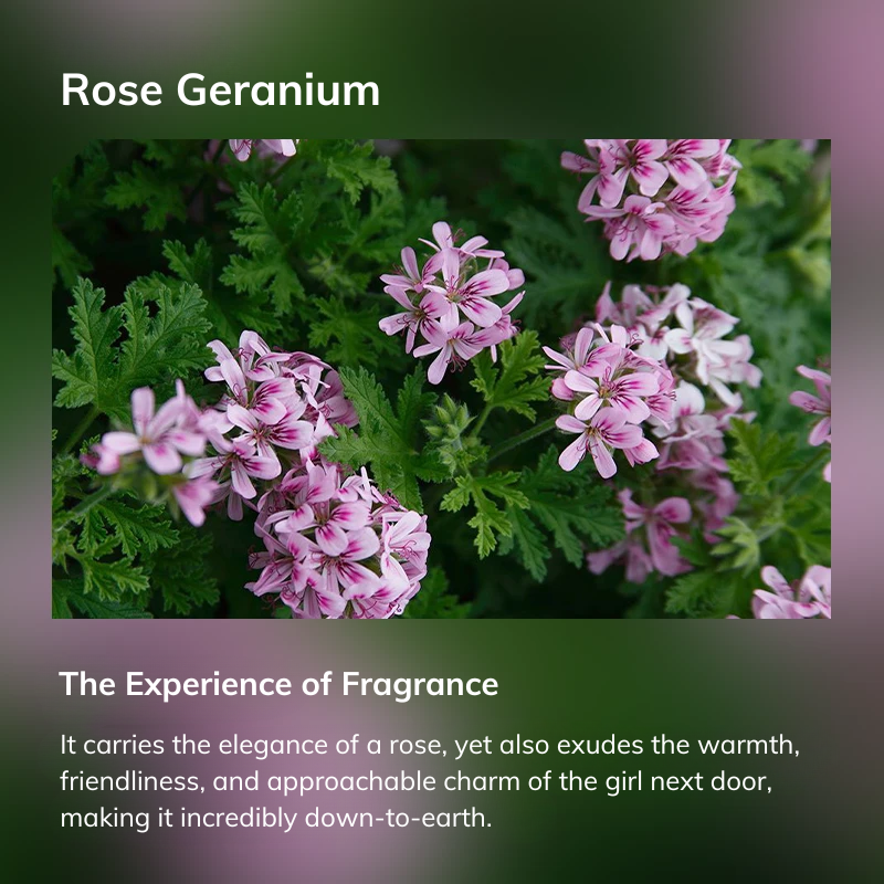 Rose Geranium